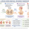 Comment fonctionne le réflexe viscéro-somatique ?