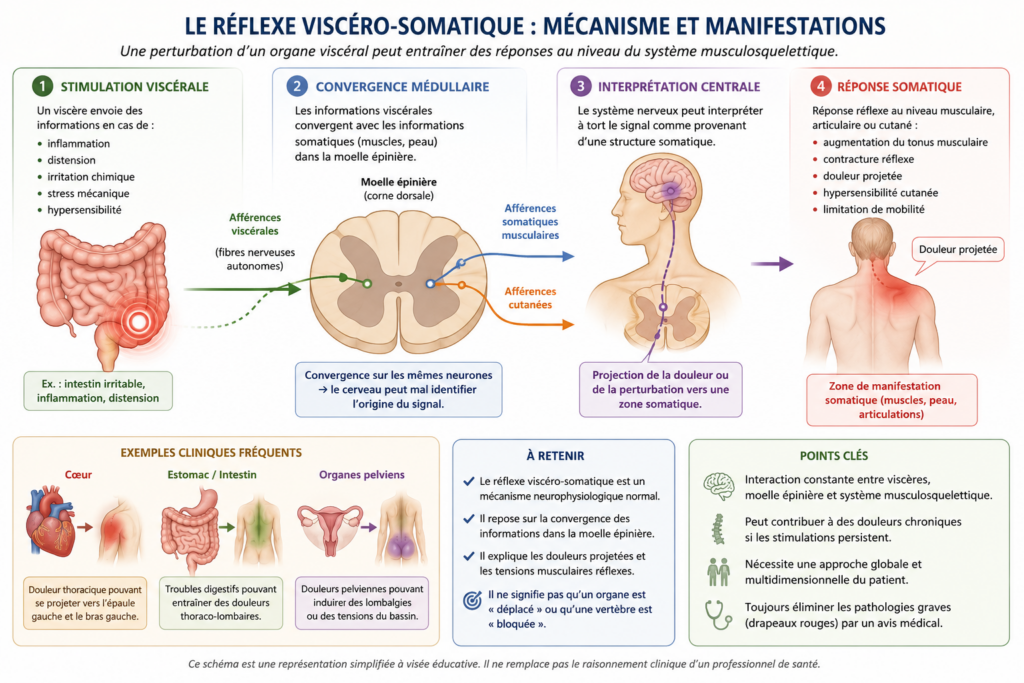 Comment fonctionne le réflexe viscéro-somatique? schéma explicatif