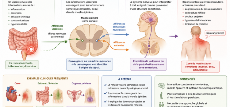 Comment fonctionne le réflexe viscéro-somatique ?